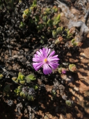 Braunsia