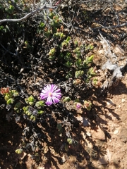 Braunsia