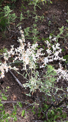 Eriogonum annuum