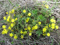 Potentilla heptaphylla