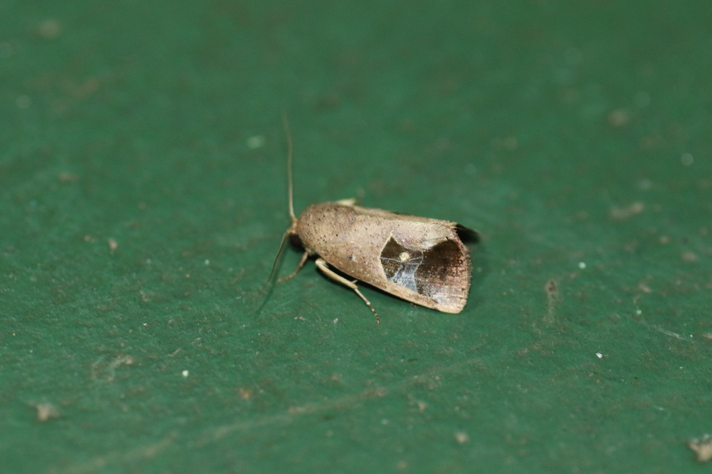 Miaromima aquila