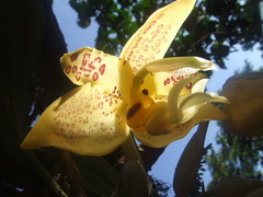Stanhopea