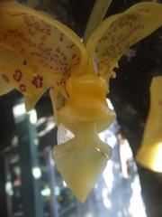 Stanhopea