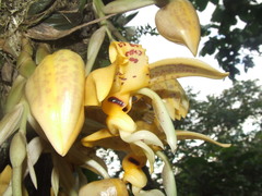 Stanhopea