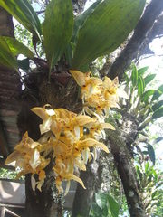 Stanhopea