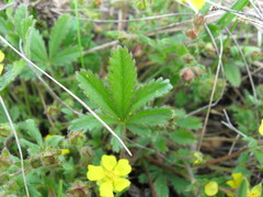 Potentilla heptaphylla