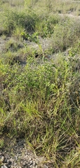 Spiranthes magnicamporum