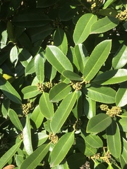Ilex latifolia