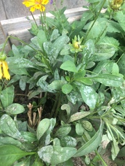 Coreopsis auriculata