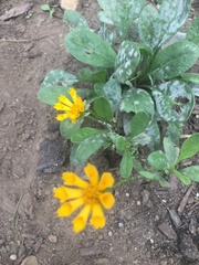 Coreopsis auriculata