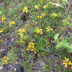 Rhynchosia ferulifolia