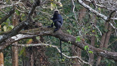 Semnopithecus johnii