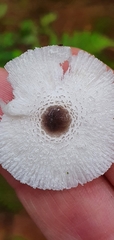 Lepiota felina