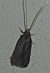 Lecithocera terrigena