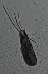 Lecithocera terrigena