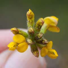 Rhynchosia ferulifolia