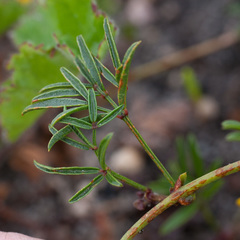 Rhynchosia ferulifolia