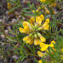 Rhynchosia ferulifolia