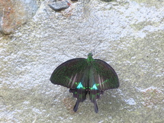 Papilio hermosanus