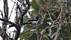 Dendrocitta leucogastra