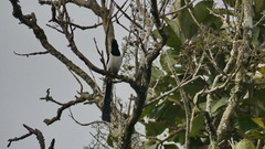 Dendrocitta leucogastra