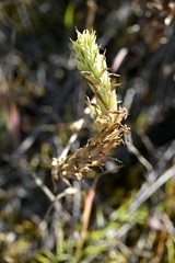 Castilleja lutescens