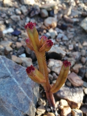 Crassula pyramidalis