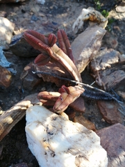 Crassula pyramidalis
