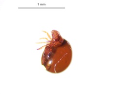 Phthiracarus globosus