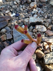 Crassula pyramidalis