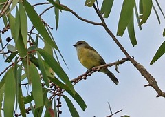 Microeca flavigaster