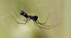 Microlinyphia sterilis