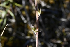 Castilleja lutescens