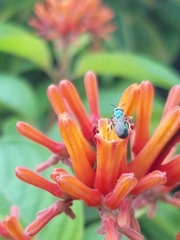 Calloceratina