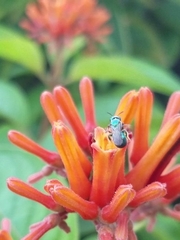 Calloceratina