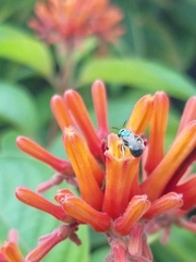 Calloceratina