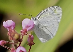 Eurema daira eugenia