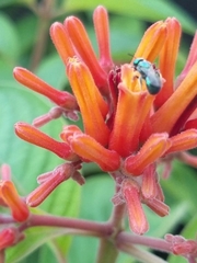 Calloceratina