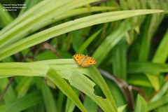 Junonia almana javana