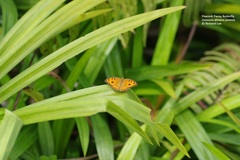 Junonia almana javana