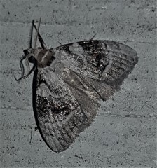 Acatapaustus metallopa