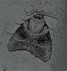 Acatapaustus metallopa