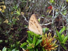 Junonia almana javana