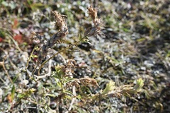 Castilleja lutescens