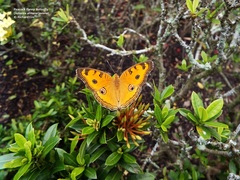 Junonia almana javana