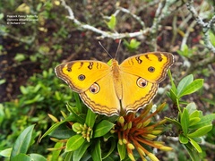 Junonia almana javana
