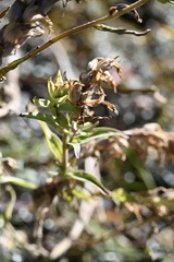 Castilleja lutescens