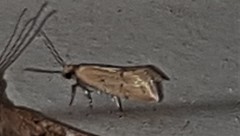 Mimobrachyoma meselectra