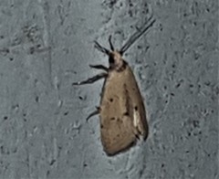 Mimobrachyoma meselectra