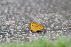 Junonia almana javana